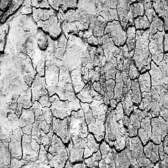 Image showing in england london old bark and abstract wood texture