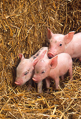 Image showing Piglets