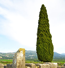 Image showing volubilis in morocco   cypress monument and site