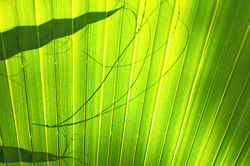 Image showing abstract green leaf   the  