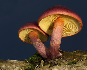 Image showing Mushroom