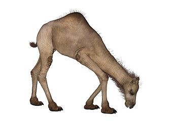 Image showing Dromedary or Arabian Camel