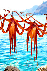 Image showing octopus   drying  in the sun europe greece santorini  