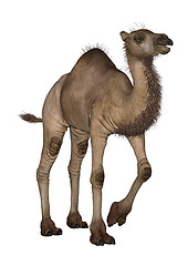 Image showing Dromedary or Arabian Camel