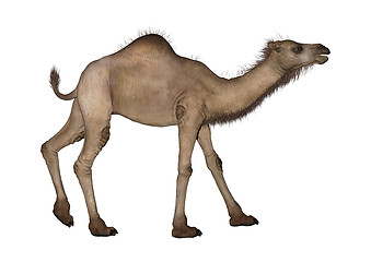 Image showing Dromedary or Arabian Camel