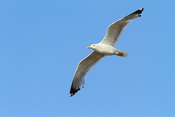 Image showing caspian gull over colorful sky