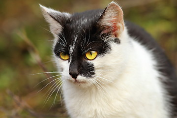 Image showing portrait of a cat in the garden