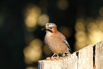 Image showing european jay looking towards the camera