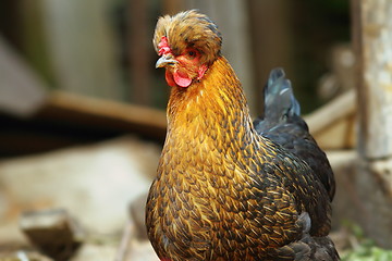 Image showing funny hen portrait