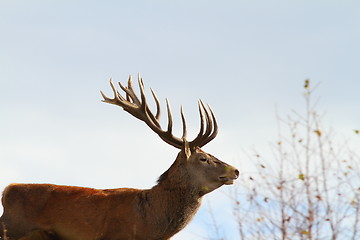 Image showing big red deer stag