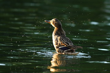 Image showing female mallard splashing water