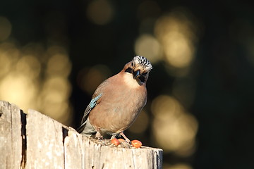 Image showing european jay looking at the camera