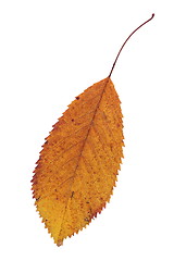 Image showing faded isolated cherry autumn leaf