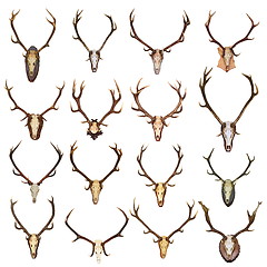 Image showing large collection of isolated red deer hunting trophies