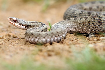 Image showing female european viper on groundfemale european viper on ground