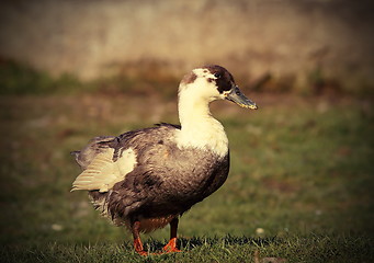 Image showing domestic duck on lawn