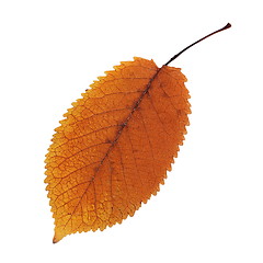 Image showing orange faded cherry leaf over white