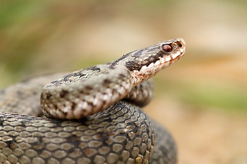 Image showing european common berus viper close up