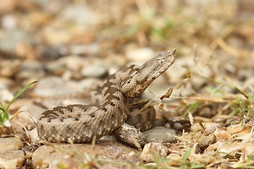 Image showing Vipera ammodytes