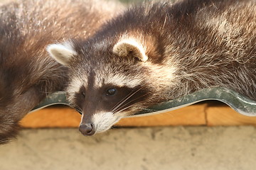 Image showing portrait of a raccoon in zoo