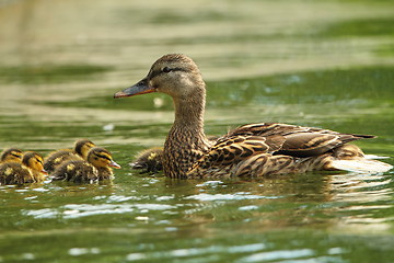 Image showing female mallard duck with ducklings on lake