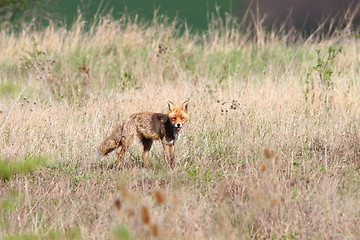 Image showing red fox in the field