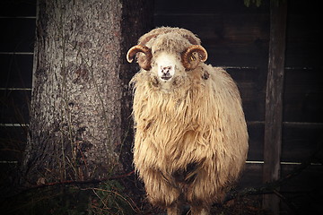 Image showing vintage image of a big ram