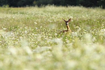 Image showing roe deer in big grass