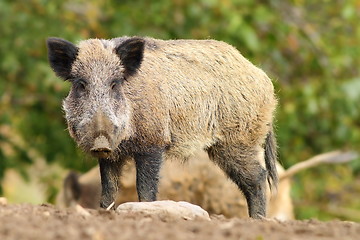 Image showing big wild boar