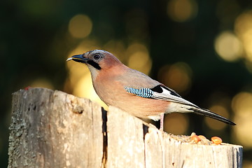 Image showing jay eating seed at birdfeeder