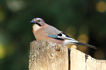 Image showing european common jay on wood stump