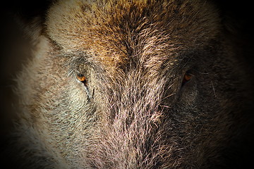 Image showing abstract portrait of wild boar