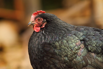 Image showing big fat black hen