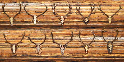 Image showing collection of red deer trophies on wood background