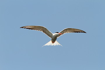 Image showing common tern over blue sky