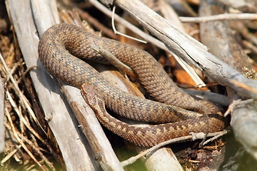 Image showing common adder basking in situ