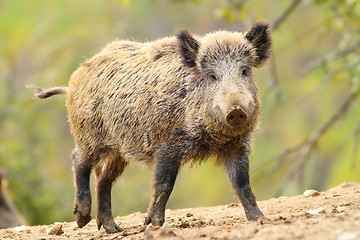 Image showing wild boar in glade