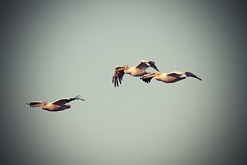 Image showing vintage image with three pelicans in flight