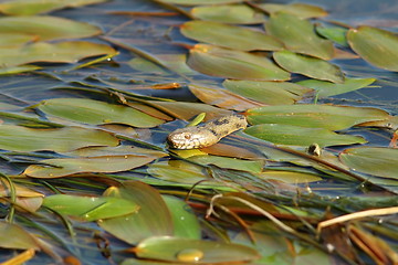 Image showing dice snake hiding amongst water lilies