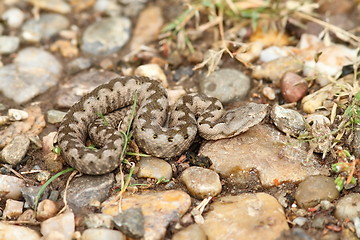 Image showing small nose horned viper