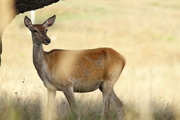 Image showing female red deer in a glade