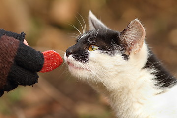 Image showing cute cat eating salami from hand