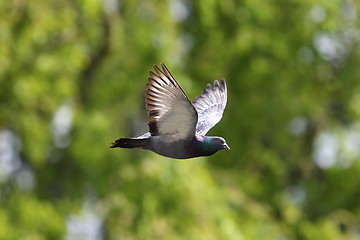 Image showing pigeon in flight over green background