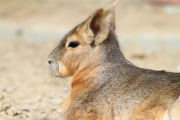 Image showing portrait of patagonian cavy