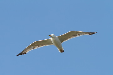Image showing caspian gull flying over the sky