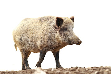 Image showing full length isolated wild boar