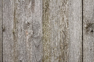 Image showing beige fir boards texture