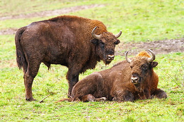 Image showing european bisons on green grass