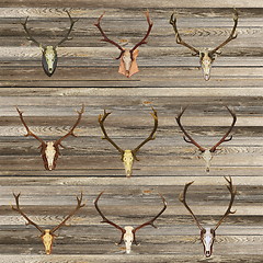 Image showing red deer skulls on wood wall