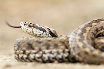 Image showing closeup of female meadow adder